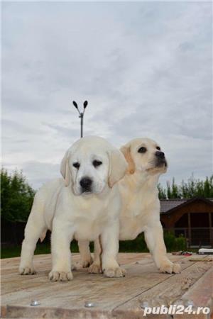 Pui labrador retriever - imagine 4