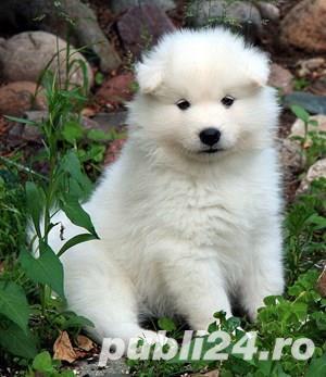 Samoyed albi ca zăpada,  2 luni, garanție, factura, transport 