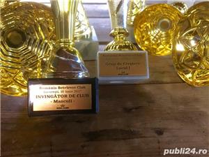 Pui labrador retriever - imagine 2