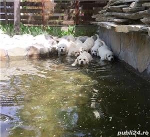Pui labrador retriever - imagine 6