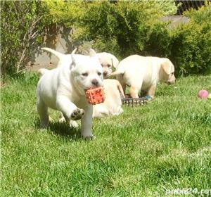 Pui labrador retriever - imagine 7