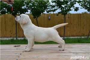 Pui labrador retriever - imagine 3