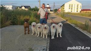 Dresor dresaj caini timisoara