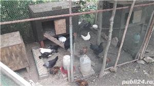 De vanzare fazani si alte pasari - imagine 2 De vanzare fazani si alte pasari - imagine 2