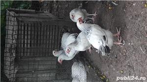 De vanzare fazani si alte pasari - imagine 3 De vanzare fazani si alte pasari - imagine 3