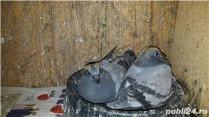 Voiajori albi si vineti - imagine 2 Voiajori albi si vineti - imagine 2