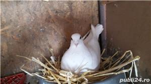 Voiajori albi si vineti - imagine 3 Voiajori albi si vineti - imagine 3