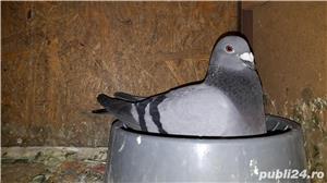 Voiajori albi si vineti - imagine 5 Voiajori albi si vineti - imagine 5