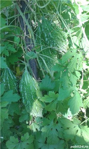 gradina - imagine 10