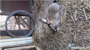 Iepuri uriasi belgieni - imagine 2