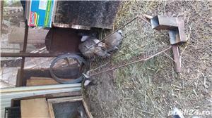 Iepuri uriasi belgieni - imagine 4