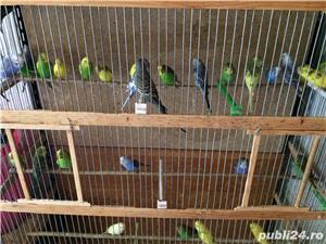 Vand perusi pui si adulti - imagine 5