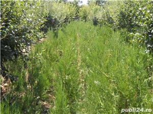 Tuia Orientalis-Biota - imagine 8