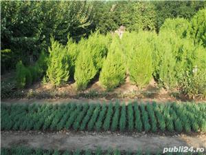 Tuia Orientalis-Biota - imagine 10