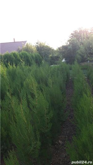 Tuia Orientalis-Biota - imagine 11