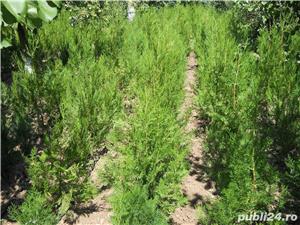 Tuia Orientalis-Biota - imagine 7