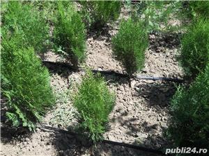 Tuia Ornamentala - imagine 3