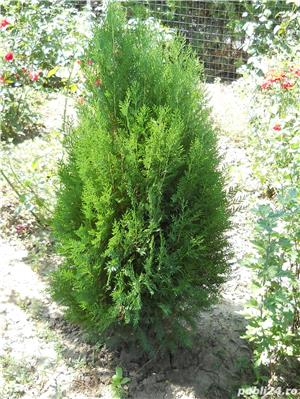 Tuia Ornamentala - imagine 5