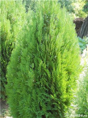 Tuia Ornamentala - imagine 9