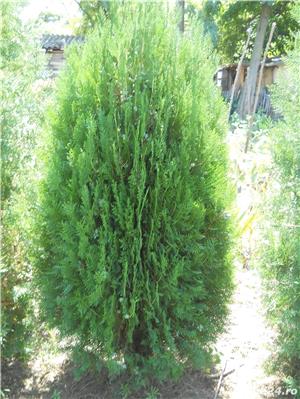 Tuia Ornamentala - imagine 8