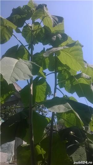 paulownia tomentosa hibrid - imagine 8