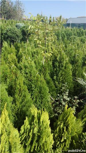 TUIA pt gradina ta-reduceri - imagine 6