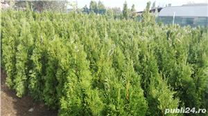 TUIA pt gradina ta-reduceri - imagine 5