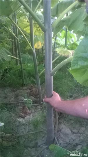 paulownia tomentosa hibrid - imagine 7