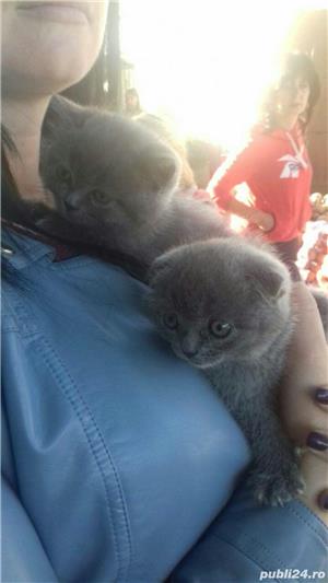 Vand pui pisica scottish fold asigur transport - imagine 2