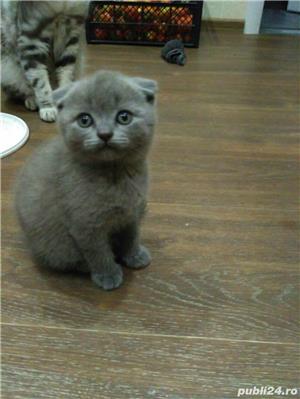 Vand pui pisica scottish fold asigur transport - imagine 3