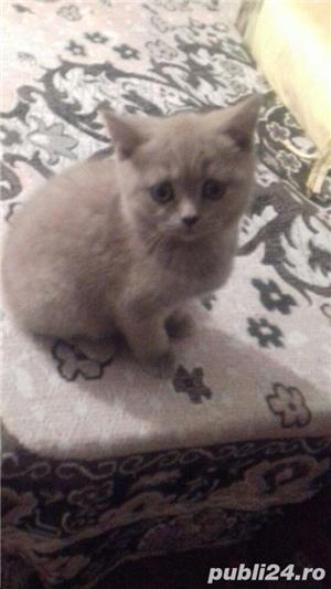 Vand fetita british shorthair lila a siguram transport