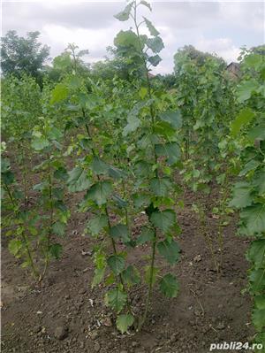 Vand plop si salcie energetica