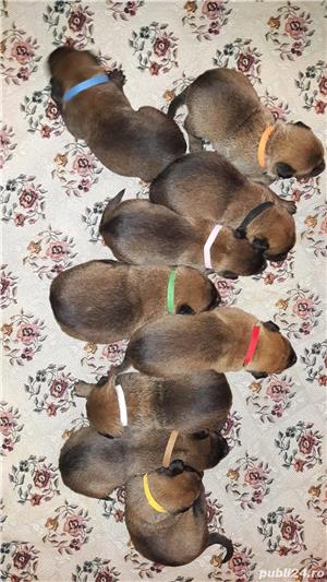 Catei Malinois - imagine 4 Catei Malinois - imagine 4