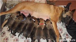 Catei Malinois - imagine 3 Catei Malinois - imagine 3