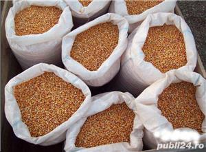 Accord Bourgoin Bamby---Batoza porumb stiuleti profesionala (Masina de curatat) - imagine 7