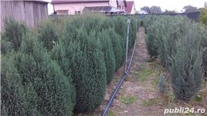 Tuia, ornamentali sau gard viu - imagine 5