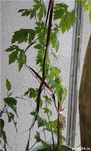 Castraveti amari mamordica - imagine 6