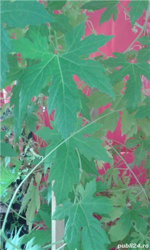 Castraveti amari mamordica - imagine 8