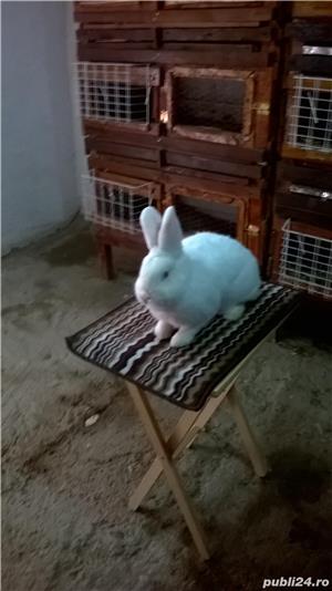 Iepuri,rasa neozeelandez de vanzare - imagine 2