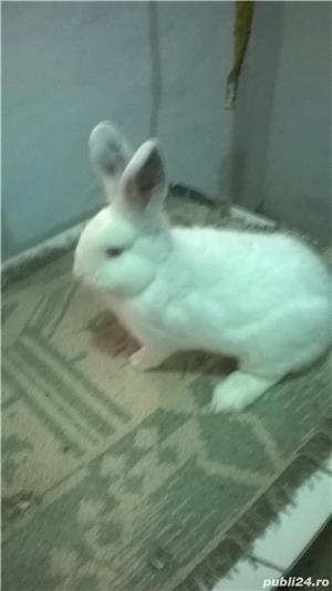 Iepuri,rasa neozeelandez de vanzare - imagine 4
