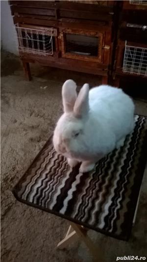 Iepuri,rasa neozeelandez de vanzare - imagine 6