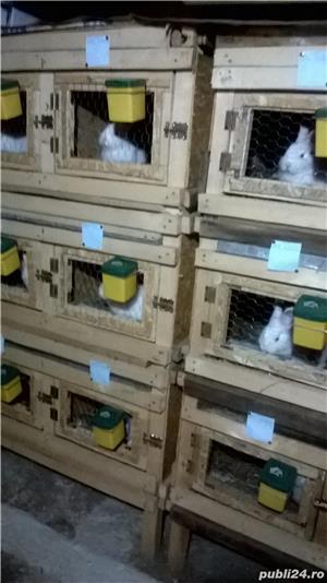 Iepuri,rasa neozeelandez de vanzare - imagine 5