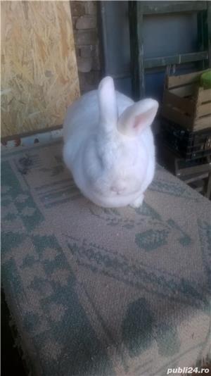 Iepuri,rasa neozeelandez de vanzare - imagine 9