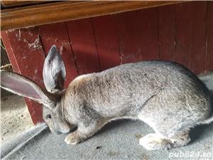 Iepuri Urias German gri - imagine 5