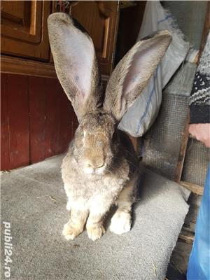 Iepuri Urias German gri - imagine 3