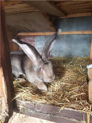 Iepuri Urias German gri - imagine 7