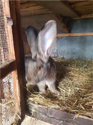 Iepuri Urias German gri - imagine 8