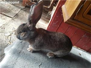 Iepuri Urias German gri - imagine 6