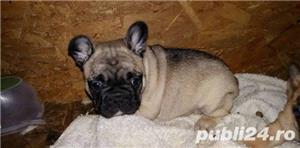 De vanzare bulldog francez - imagine 3