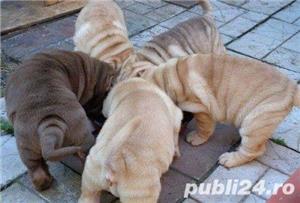 De vanzare shar-pei - imagine 3 De vanzare shar-pei - imagine 3